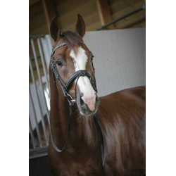 Cabezada Pénélope Daily Negro