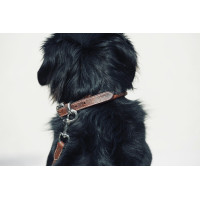 Collar para perro Pénélope Point Sellier Havana