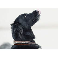 Collar para perro Pénélope Point Sellier Collar para perro Pénélope Point Sellier