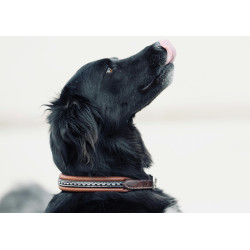 Collar para perro Pénélope Point Sellier Collar para perro Pénélope Point Sellier