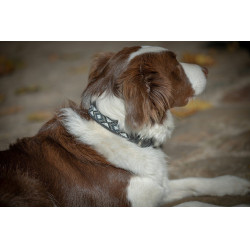 Collar para perro Pénélope Pearl