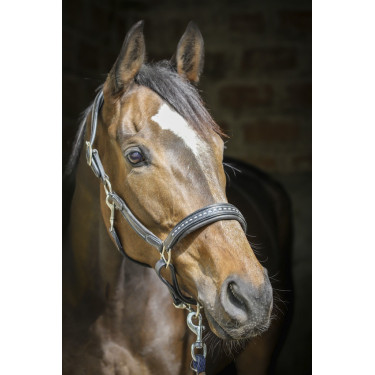 Cabezada de cuero Pénélope Point Sellier Negro Cabezada de cuero Pénélope Point Sellier Negro