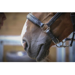 Cabezada de cuero Pénélope Point Sellier Negro Cabezada de cuero Pénélope Point Sellier Negro