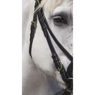 Cabezada Excelsior extra-full Negro