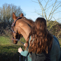 Cabezada de cuadra Flags & Cup PARIS cuero Marrón / marino