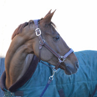 Cabezada de cuadra Flags & Cup PARIS cuero Marrón / marino