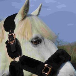 Cabezada Equi-Theme Teddy rose gold