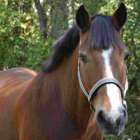 Set de cabezada y ramal Colca Flags & Cup Arena Amarillo