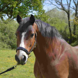 Cabezada de cuadra CHETAK BRIGHT