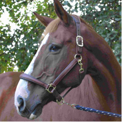 Cabezada de cuadra LeMieux Anatomic Cabezada de cuadra LeMieux Anatomic