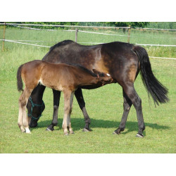 Bebedero PF1 Polyfirst La Gée Bebedero PF1 Polyfirst La Gée