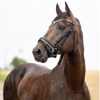 Cabezada Anatómica Grayson Horze Negro / blanco