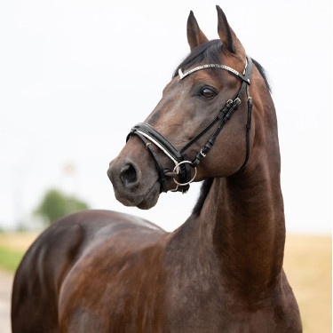 Cabezada Anatómica Grayson Horze Cabezada Anatómica Grayson Horze