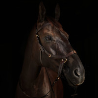 Cabezada sin Bocado Combinada Orlando Horze Castaño Marrón