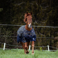 Cabezada Carlisle Horze Negro Cabezada Carlisle Horze Negro