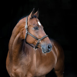 Cabezada de Cuadra de Cuero Suave Warren Horze Negro Cabezada de Cuadra de Cuero Suave Warren Horze Negro