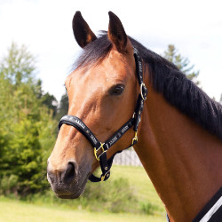 Cabezada Hamptons Horze Negro Cabezada Hamptons Horze Negro