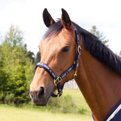 Cabezada Hamptons Horze Azul