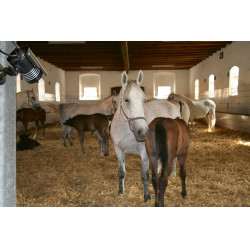 Kit de cámara para cuadra y remolque Kit de cámara para cuadra y remolque