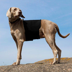 Cinturón lumbar Back on Track para perros Cinturón lumbar Back on Track para perros