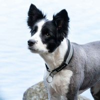 Collar para perro Molly Back on Track Negro / plata Collar para perro Molly Back on Track Negro / plata