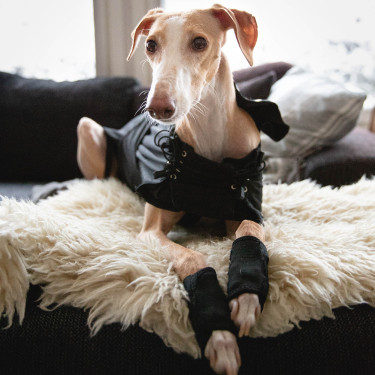 Abrigo para perro Back on Track Greyhound Negro Abrigo para perro Back on Track Greyhound Negro