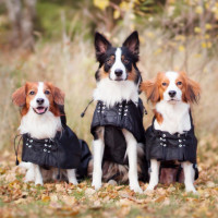 Abrigo para perro impermeable con forro Back on Track Negro Abrigo para perro impermeable con forro Back on Track Negro