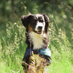 Abrigo refrescante para perro Back on Track Abrigo refrescante para perro Back on Track