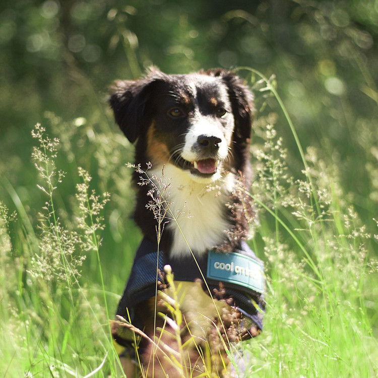 Abrigo refrescante para perro Back on Track Abrigo refrescante para perro Back on Track
