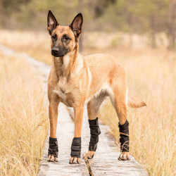 Back on Track Dog Guards para patas traseras Back on Track Dog Guards para patas traseras