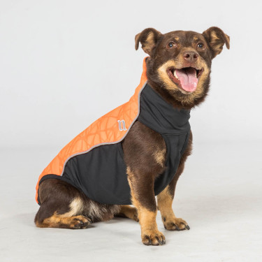 Jersey para perro Eddie Back on Track sin percha Jersey para perro Eddie Back on Track sin percha