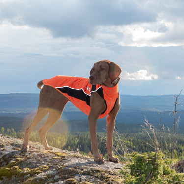 Jersey para perro Eddie High Visibility Back on Track sin percha Jersey para perro Eddie High Visibility Back on Track sin percha