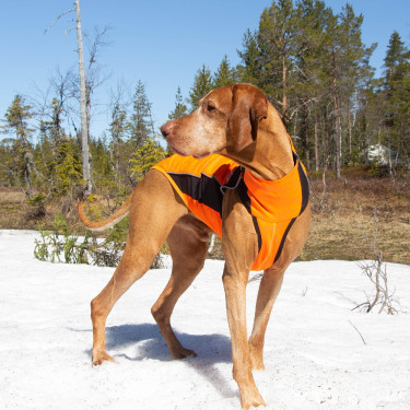 Jersey para perro Eddie High Visibility Back on Track sin percha Jersey para perro Eddie High Visibility Back on Track sin percha
