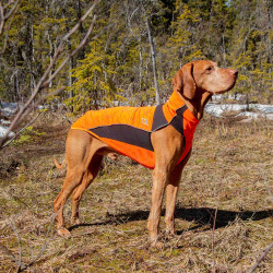 Jersey para perro Eddie High Visibility Back on Track sin percha