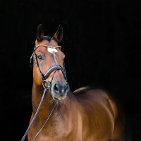 Cabezada Anatómica Clermont Horze Marrón oscuro