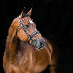 Cabezada Anatómica Clermont Horze Cabezada Anatómica Clermont Horze