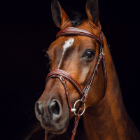 Cabezada Horze Sion con riendas Negro Cabezada Horze Sion con riendas Negro