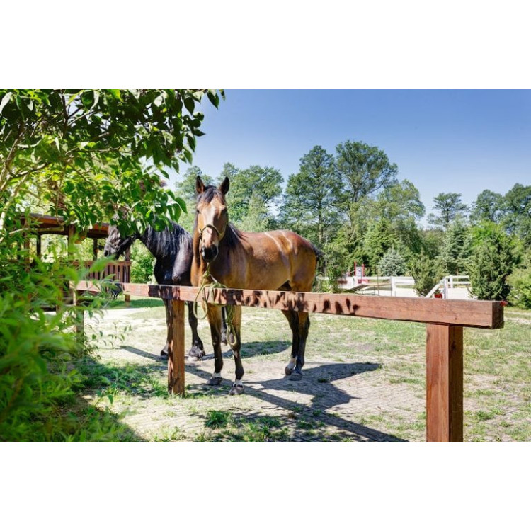 copy of Emparrillado Challenger Confort Cheval copy of Emparrillado Challenger Confort Cheval