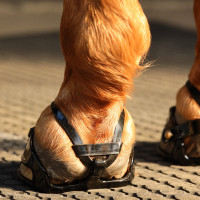 copy of Scoot Boots slim - botas para caballos copy of Scoot Boots slim - botas para caballos