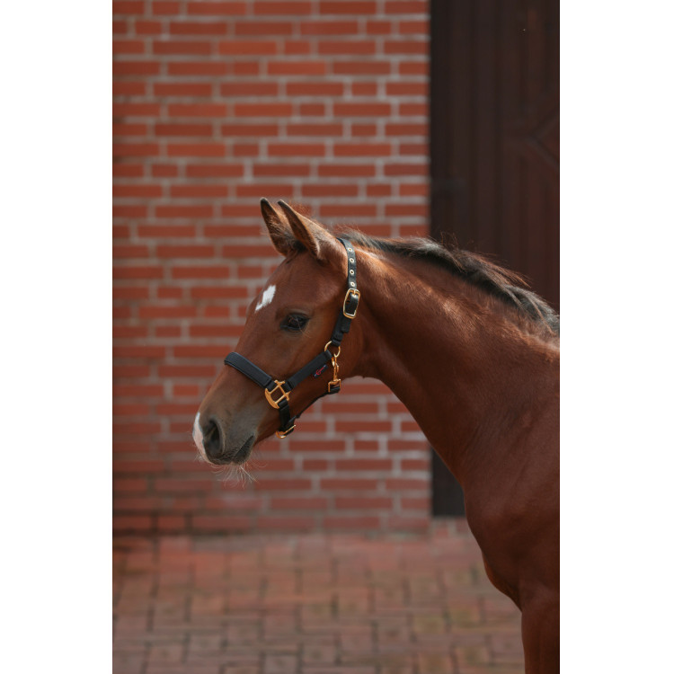 Cabezada para potro TopLine Covalliero Cabezada para potro TopLine Covalliero