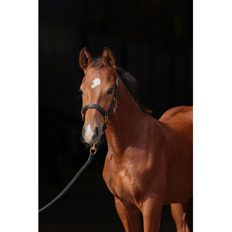 Cabezada para potro TopLine Covalliero Cabezada para potro TopLine Covalliero