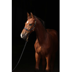 Cabezada para potro TopLine Covalliero Cabezada para potro TopLine Covalliero
