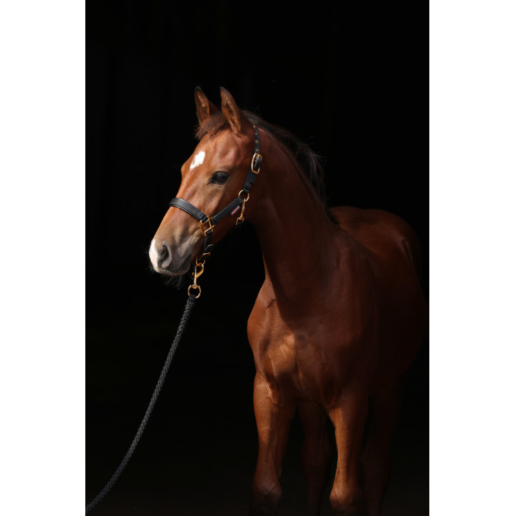 Cabezada para potro TopLine Covalliero Cabezada para potro TopLine Covalliero