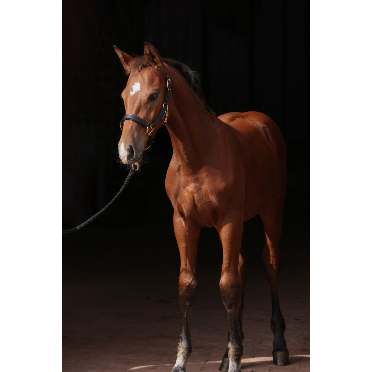 Cabezada para potro TopLine Covalliero Cabezada para potro TopLine Covalliero