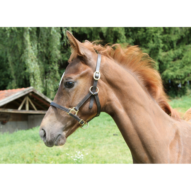 Veulenhalster Eco Covalliero Veulenhalster Eco Covalliero