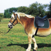 Silla Excelsior extra-full Negro