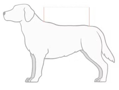 Ilustración de la guía de tallas para Perro Kentucky